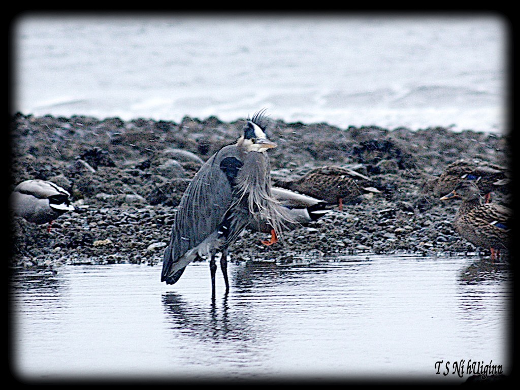 Snow falling on heron taken by Salish photographer TS Ni hUiginn!