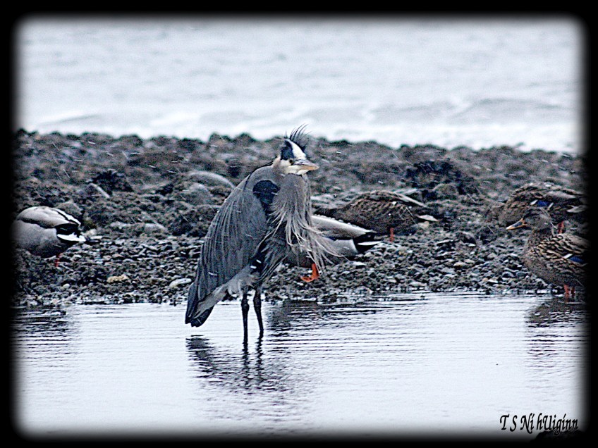 Snow falling on heron taken by Salish photographer TS Ni hUiginn!