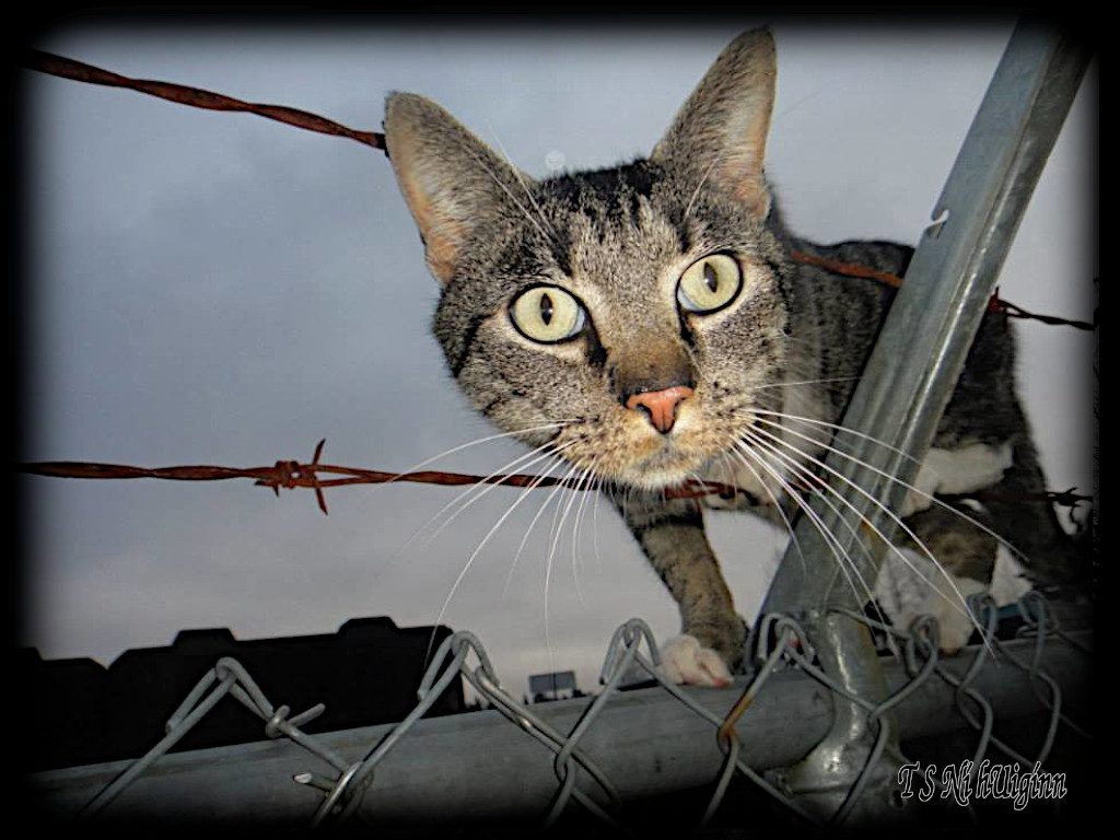 A photograph of a stray tabby taken cat by Salish photographer TS Ni hUiggin