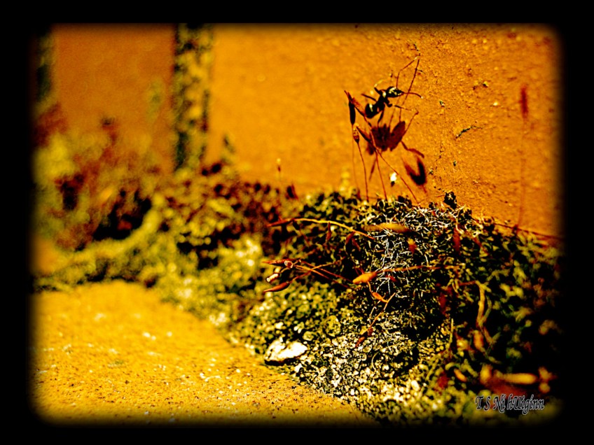 A Lone Ant taken with Olympus Evolt E-300 by Coastal Salish Photographer TS Ni hUiginn.