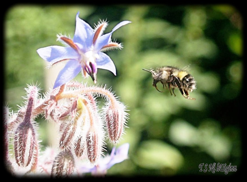 A honey Bee After a flower taken with Olympus Evolt E-300 by Coastal Salish Photographer TS Ni hUiginn