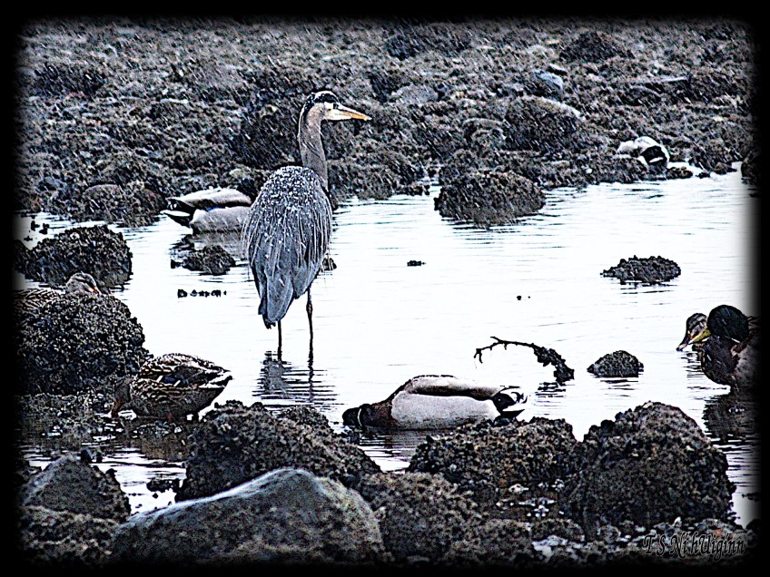 Snow falling on heron taken by Salish photographer TS Ni hUiginn!
