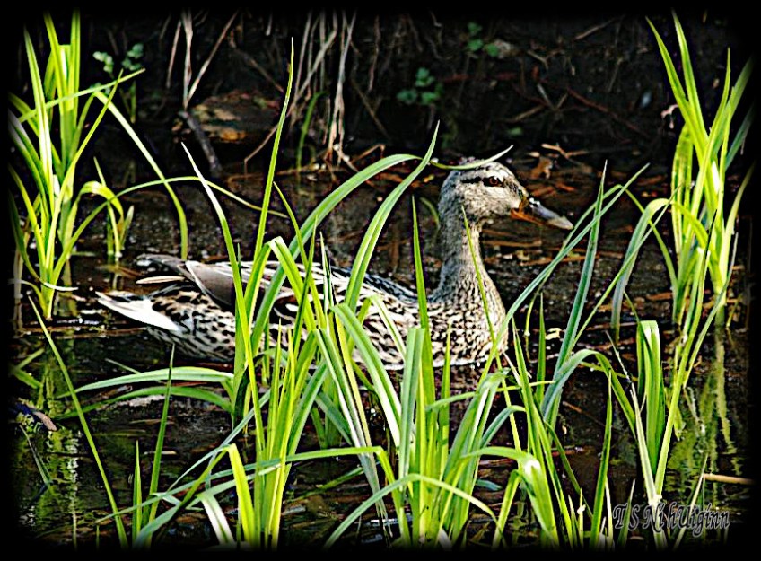 Duck taken with Olympus Evolt E-300 by Coastal Salish Photographer TS Ni hUiginn