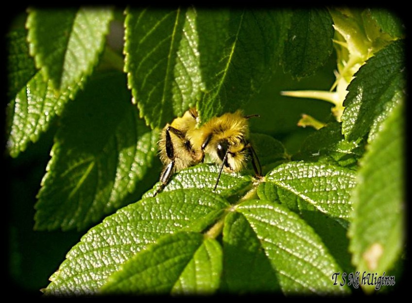 A Bee on a Leaf taken with Olympus Evolt E-300 by Coastal Salish Photographer TS Ni hUiginn