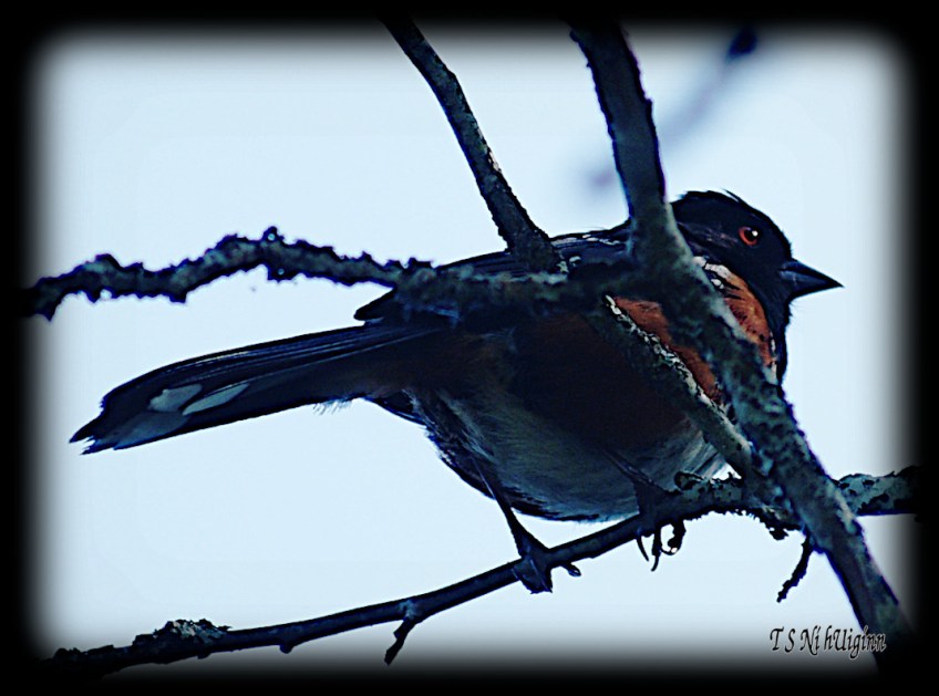 Towpie taken with Olympus Evolt E-300 by Coastal Salish Photographer TS Ni hUiginn.