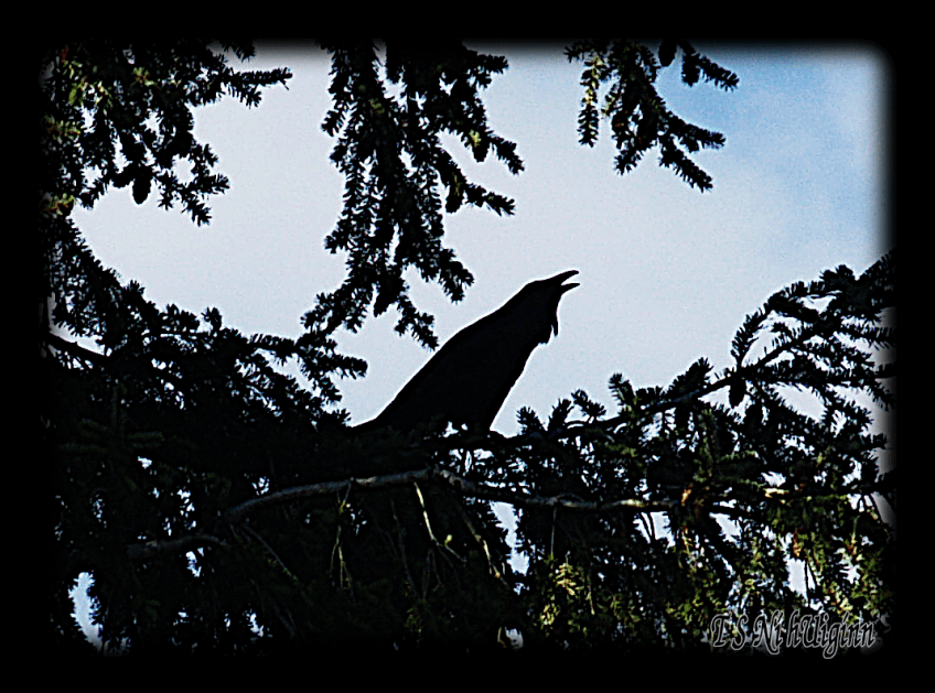 Croaking Raven Perched on Fir Tree