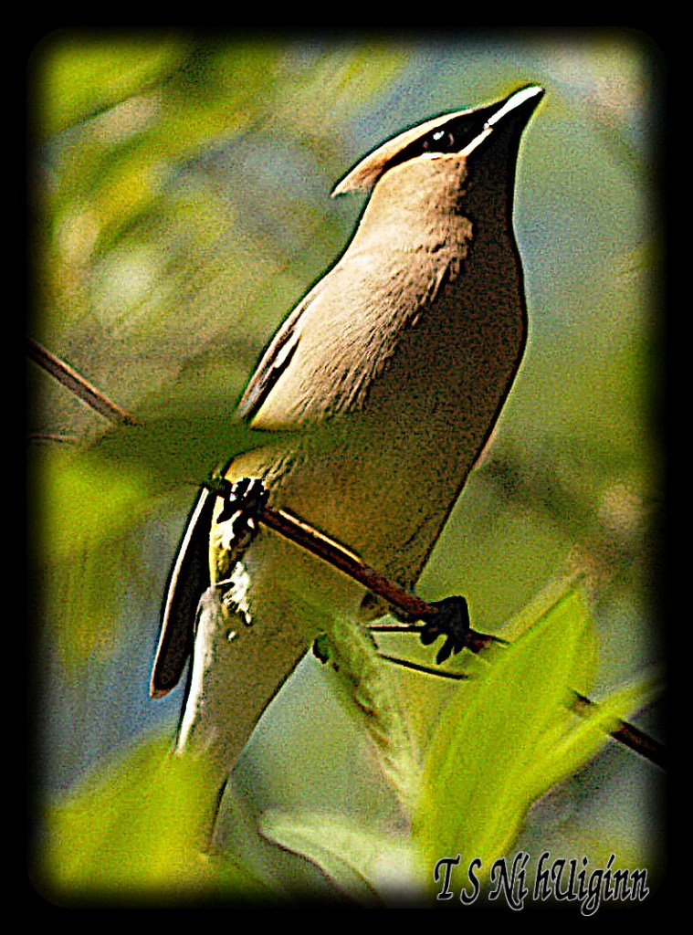 Cedar Waxwing (Bombycilla cedrorum) perched on a branch.