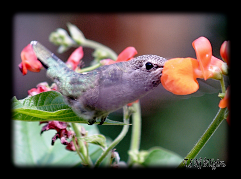 Hummingbird clutching scarlet runner leaf while feeding on nectar, taken with Olympus Evolt E-300 by Coastal Salish Photographer TS Ni hUiginn