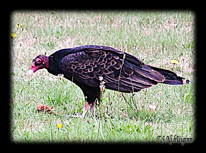 A photograph of a Turkey Vulture (Cathartes aura) eating a Salmon carcass taken by TS Ni hUiginn