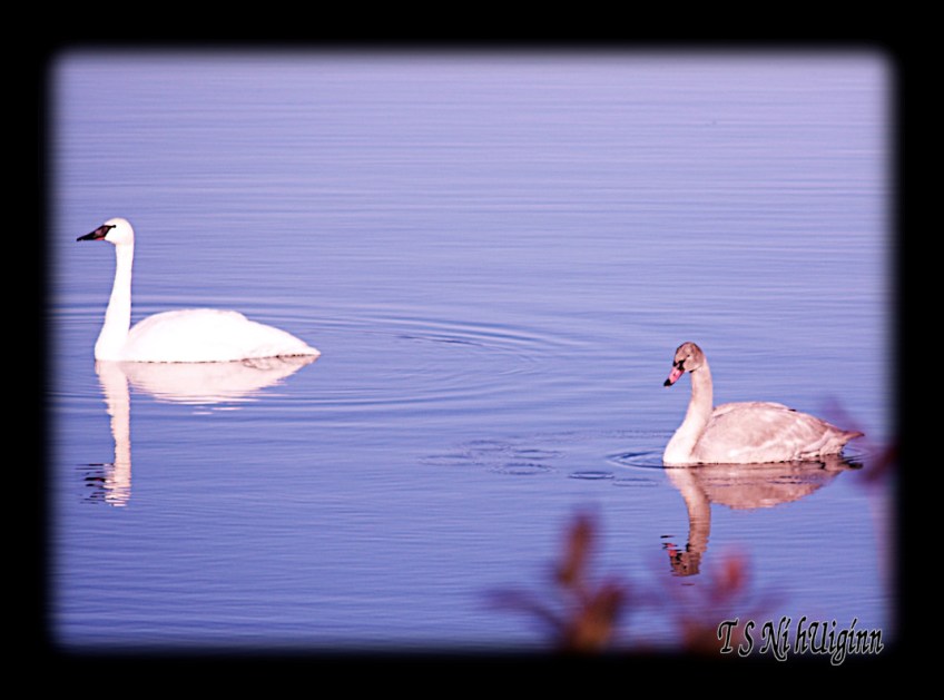 Photograph of an Adult and Adolescent Wild Swans taken by T S Ni hUiginn on the Salish Sea.