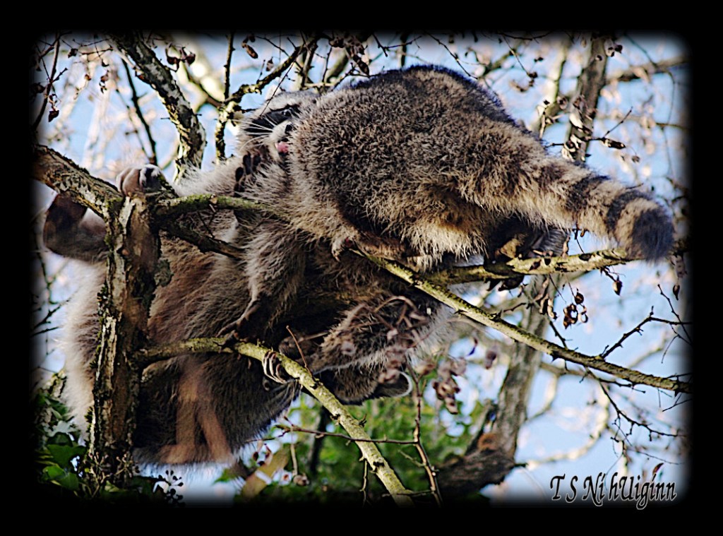 Raccoons fighting in a Tree taken with Olympus Evolt E-300 by Coastal Salish Photographer TS Ni hUiginn