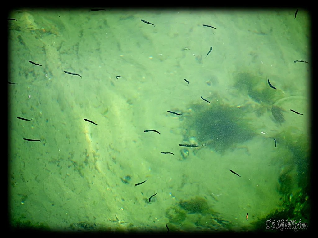 Fish in ocean taken by Salish photographer TS Ni hUiginn!