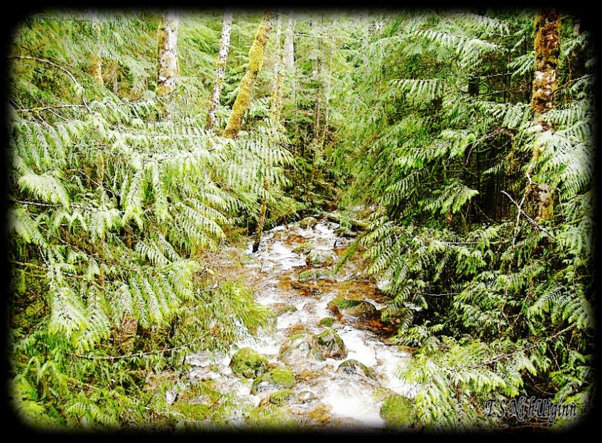 Creek in the Forest taken with Olympus Evolt E-300 by Coastal Salish Photographer TS Ni hUiginn