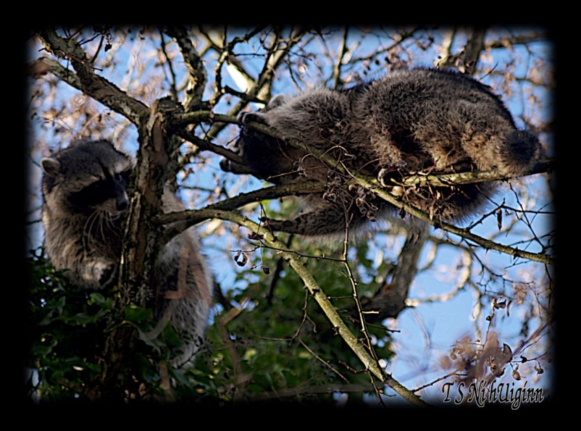 Raccoons fighting in a Tree taken with Olympus Evolt E-300 by Coastal Salish Photographer TS Ni hUiginn