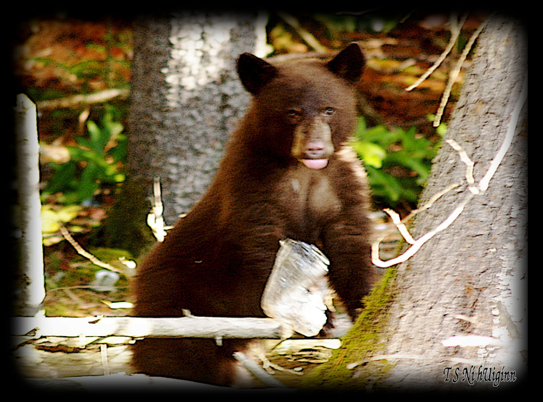 Black Bear Cub in the Bush taken with Olympus Evolt E-300 by Coastal Salish Photographer TS Ni hUiginn.
