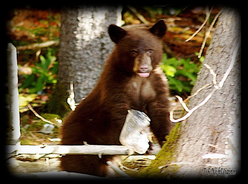 Black Bear Cub in the Bush taken with Olympus Evolt E-300 by Coastal Salish Photographer TS Ni hUiginn.
