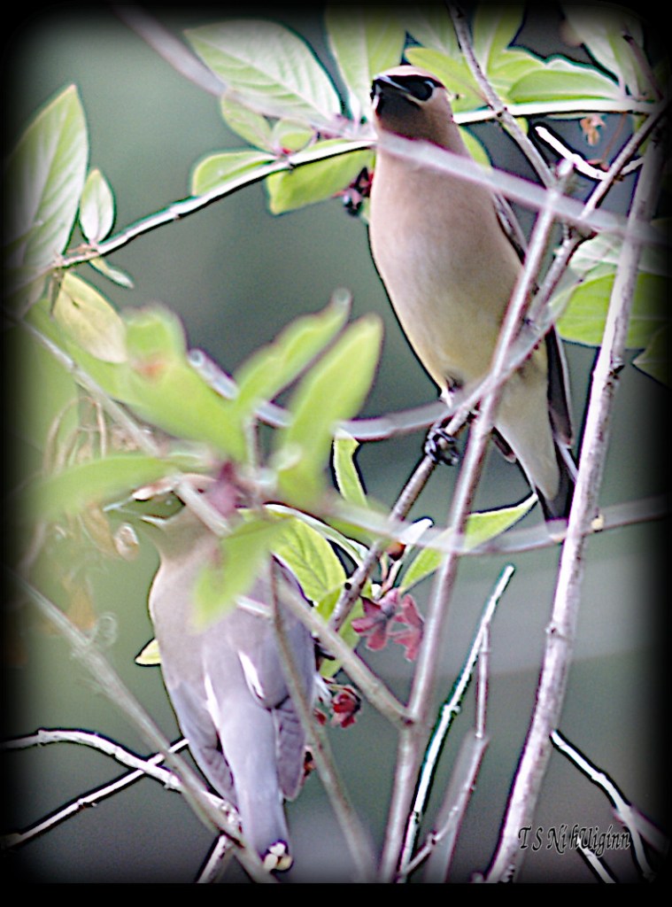 Waxwings taken with Olympus Evolt E-300 by Coastal Salish Photographer TS Ni hUiginn.
