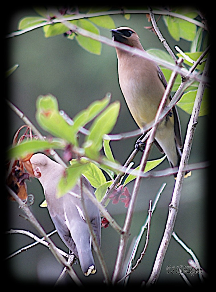 Waxwings taken with Olympus Evolt E-300 by Coastal Salish Photographer TS Ni hUiginn.