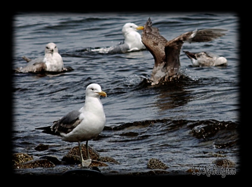 Seagulls bathing in the Salish Sea taken with Olympus Evolt E-300 by Coastal Salish Photographer TS Ni hUiginn