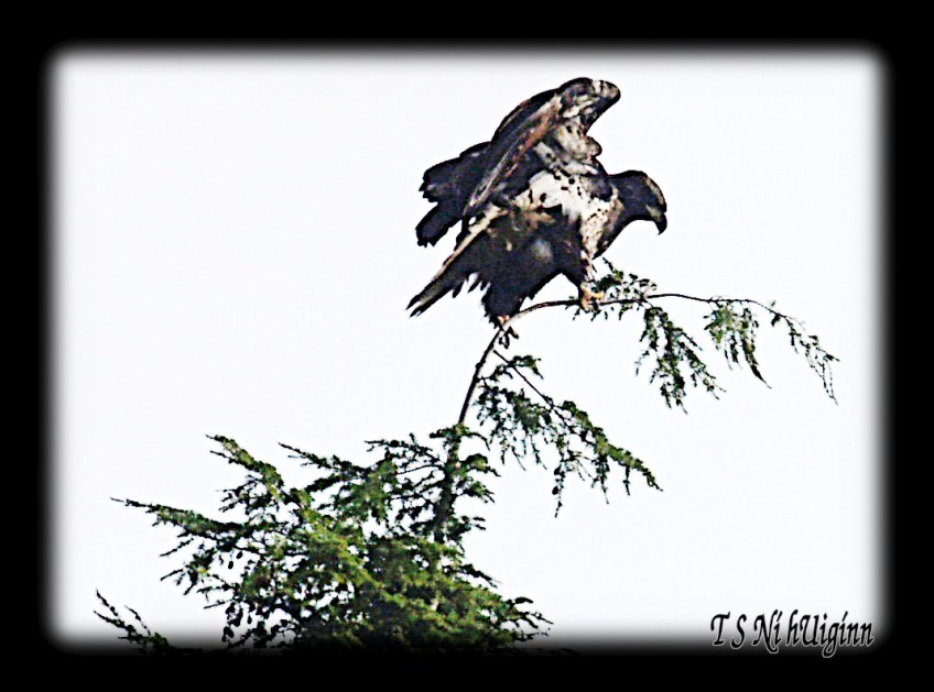 A photograph of a young Bald Eagle (Haliaeetus leucocephalus) perching on a cedar tree taken by TS Ni hUiginn.