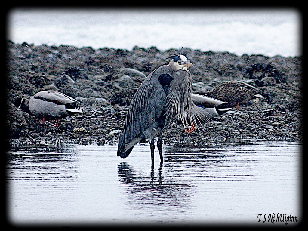 Snow falling on heron taken by Salish photographer TS Ni hUiginn!