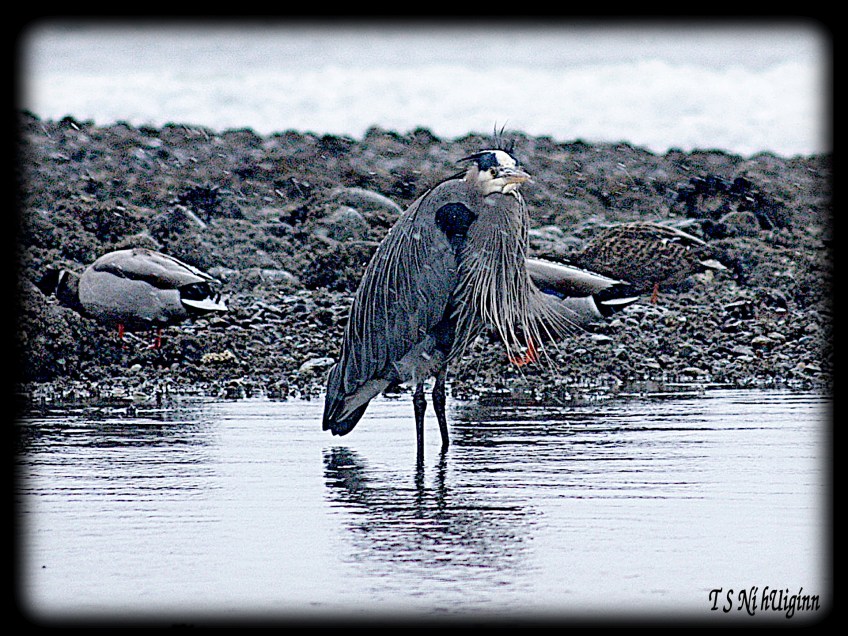 Snow falling on heron taken by Salish photographer TS Ni hUiginn!