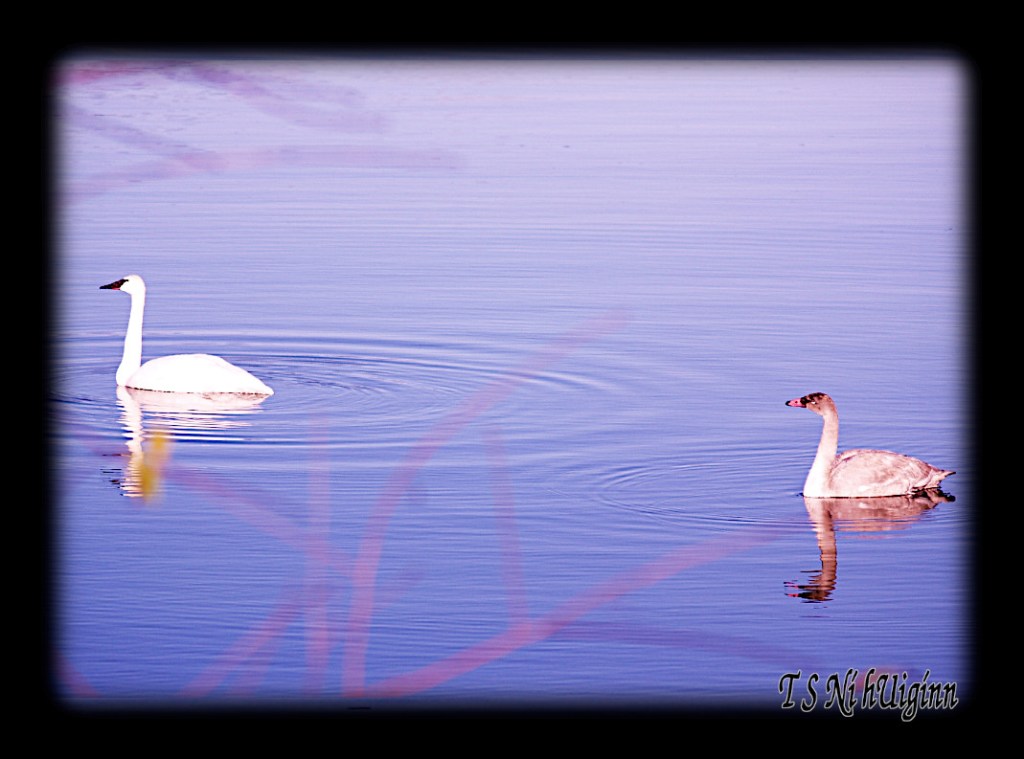 Photograph of an Adult and Adolescent Wild Swans taken by T S Ni hUiggin on the Salish Sea.