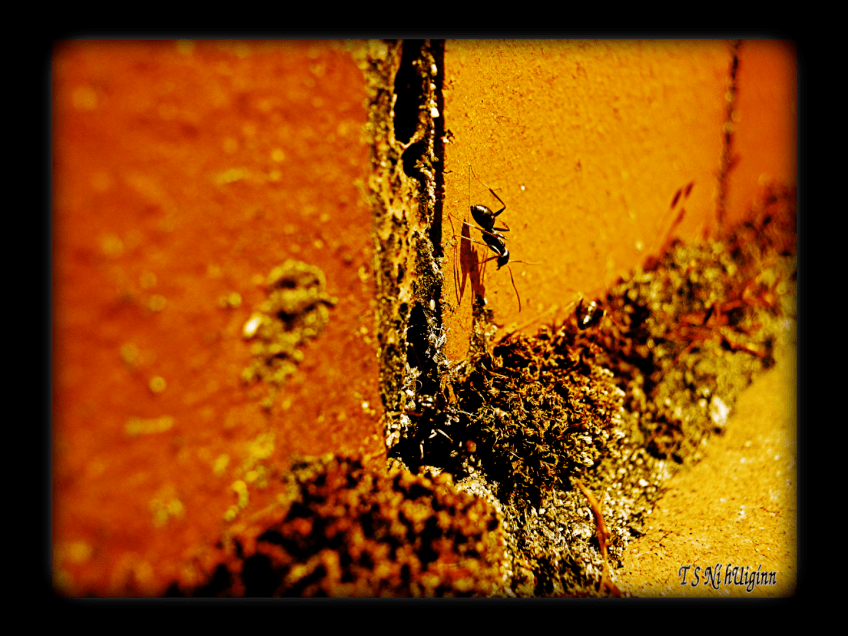 A Lone Ant taken with Olympus Evolt E-300 by Coastal Salish Photographer TS Ni hUiginn.