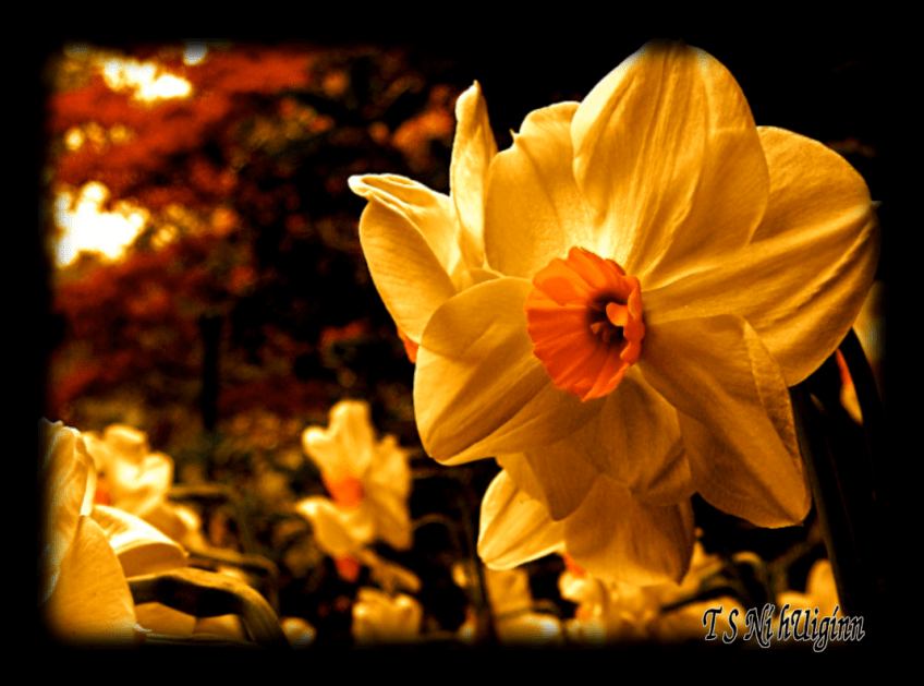 A photograph taken by TS Ni hUiggin of spring daffodils.