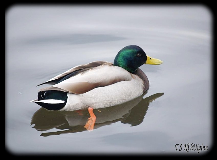 Duck taken with Olympus Evolt E-300 by Coastal Salish Photographer TS Ni hUiginn