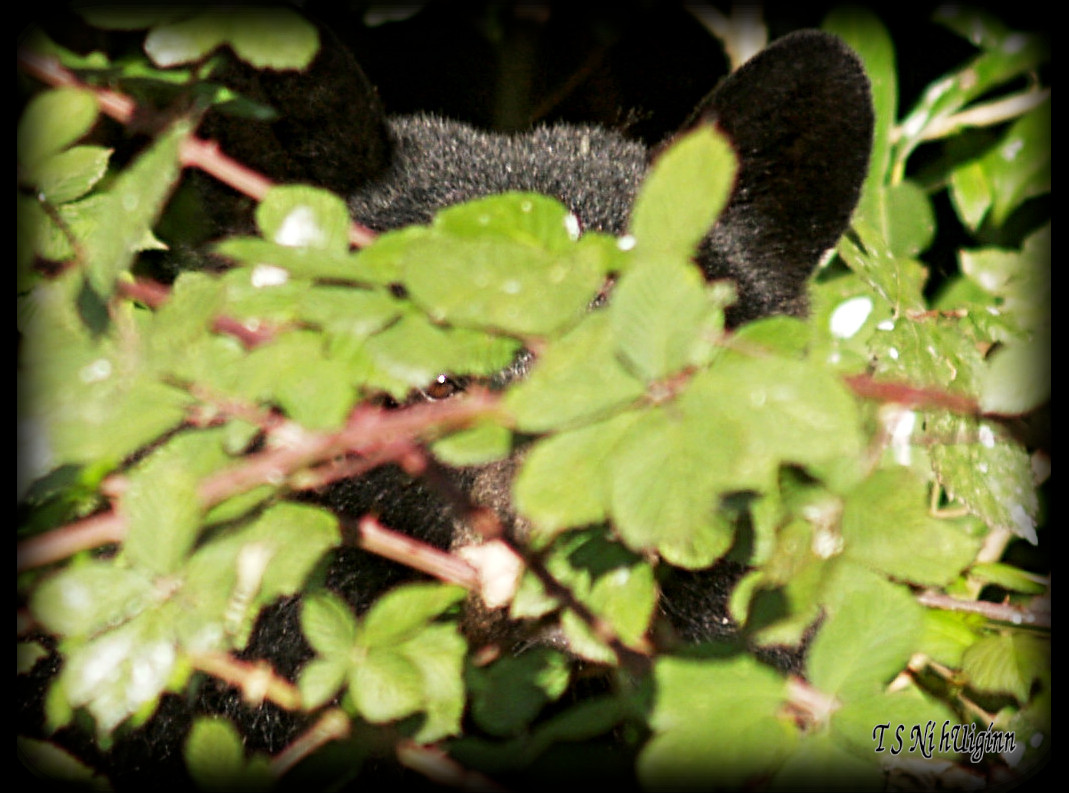 Black Bear in the Blackberries taken with Olympus Evolt E-300 by Coastal Salish Photographer TS Ni hUiginn.