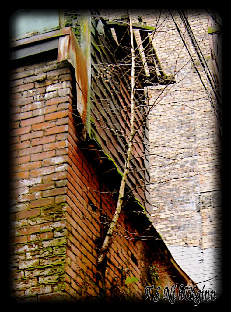 A tree growing out of a building in the DTES taken by Salish photographer TS Ni hUiginn