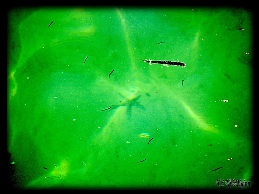 Fish in ocean taken by Salish photographer TS Ni hUiginn!