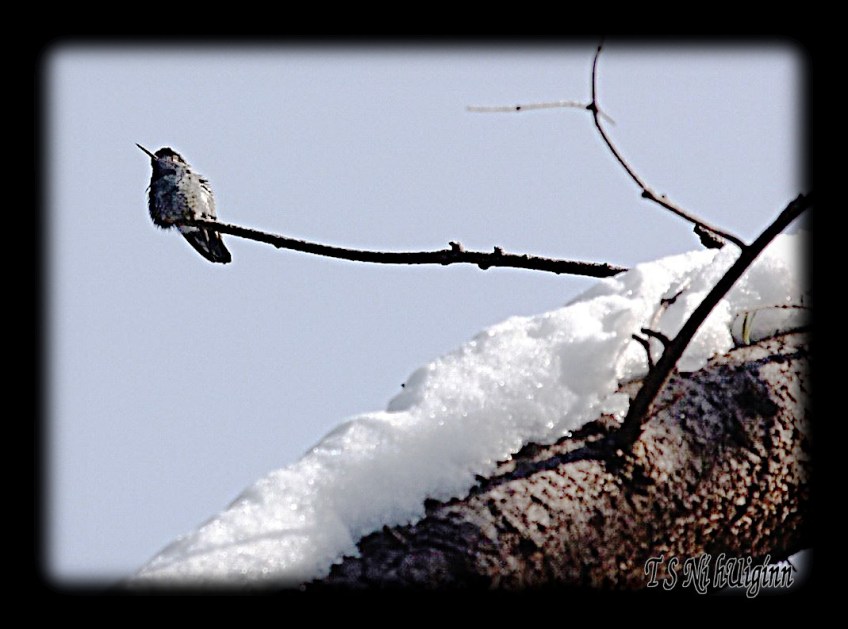 Anna's Hummingbird on a snowy branch taken with Olympus Evolt E-300 by Coastal Salish Photographer TS Ni hUiginn