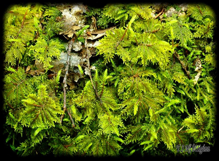 Moss taken with Olympus Evolt E-300 by Coastal Salish Photographer TS Ni hUiginn