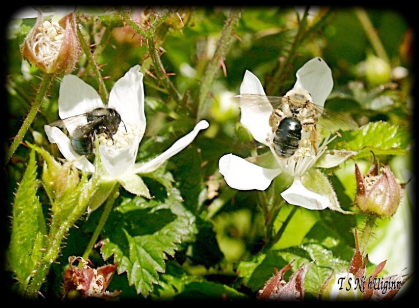 A Bees on a flower taken with Olympus Evolt E-300 by Coastal Salish Photographer TS Ni hUiginn