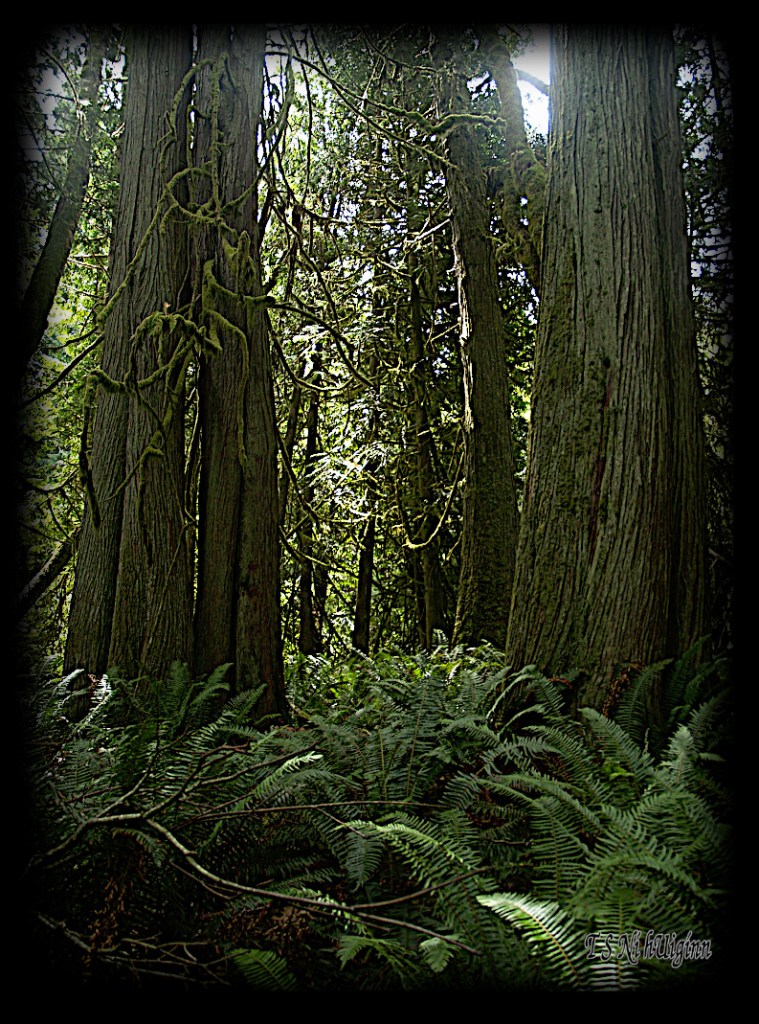 In the Forest taken with Olympus Evolt E-300 by Coastal Salish Photographer TS Ni hUiginn