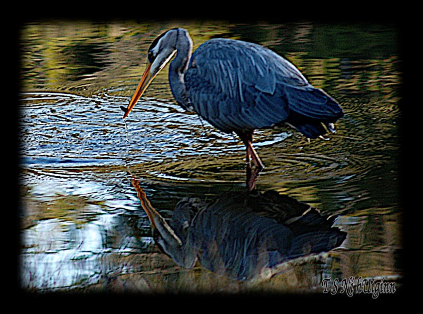 A fishing Heron taken with Olympus Evolt E-300 by Coastal Salish Photographer TS Ni hUiginn
