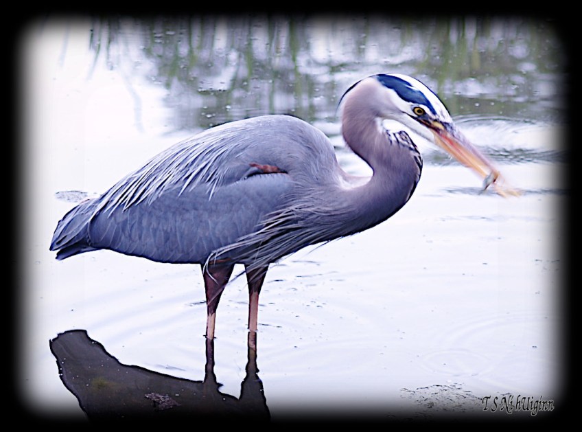 Great Blue Heron taken with Olympus Evolt E-300 by Coastal Salish Photographer TS Ni hUiginn