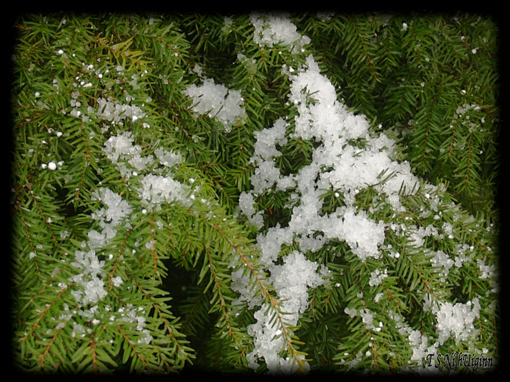 Hail taken by Salish photographer TS Ni hUiginn!