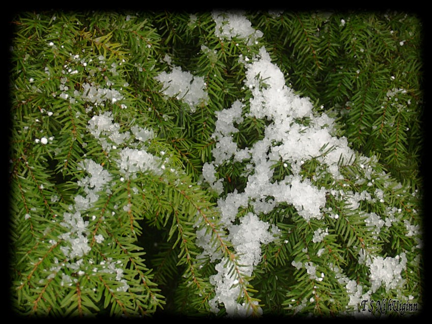 Hail taken by Salish photographer TS Ni hUiginn!