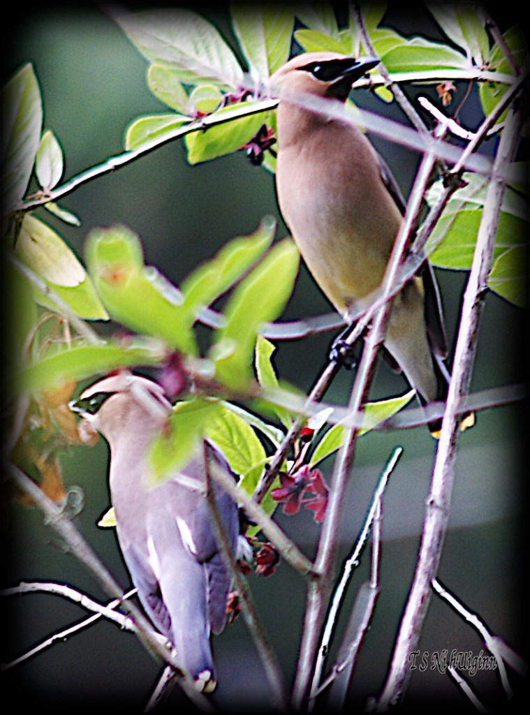 Waxwings taken with Olympus Evolt E-300 by Coastal Salish Photographer TS Ni hUiginn.