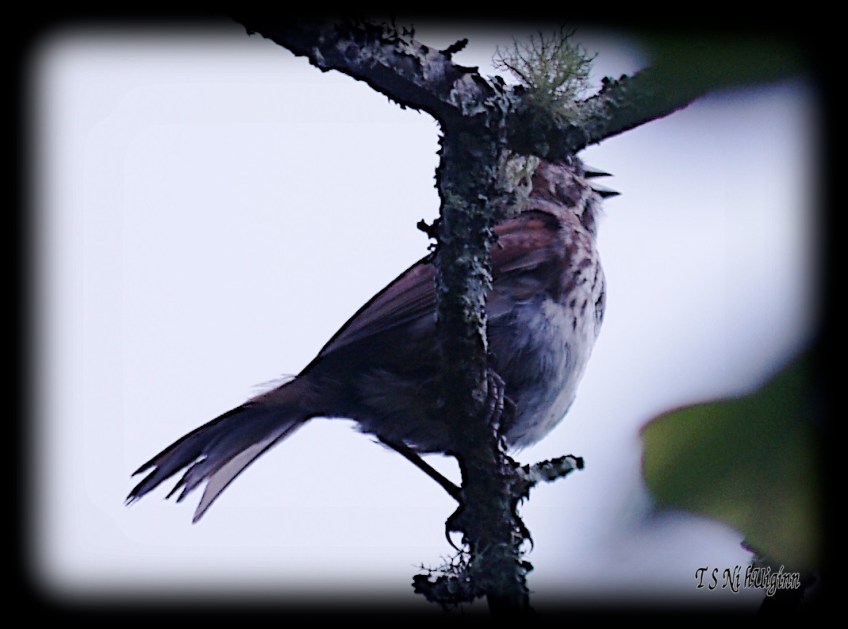 Songbird taken with Olympus Evolt E-300 by Coastal Salish Photographer TS Ni hUiginn.