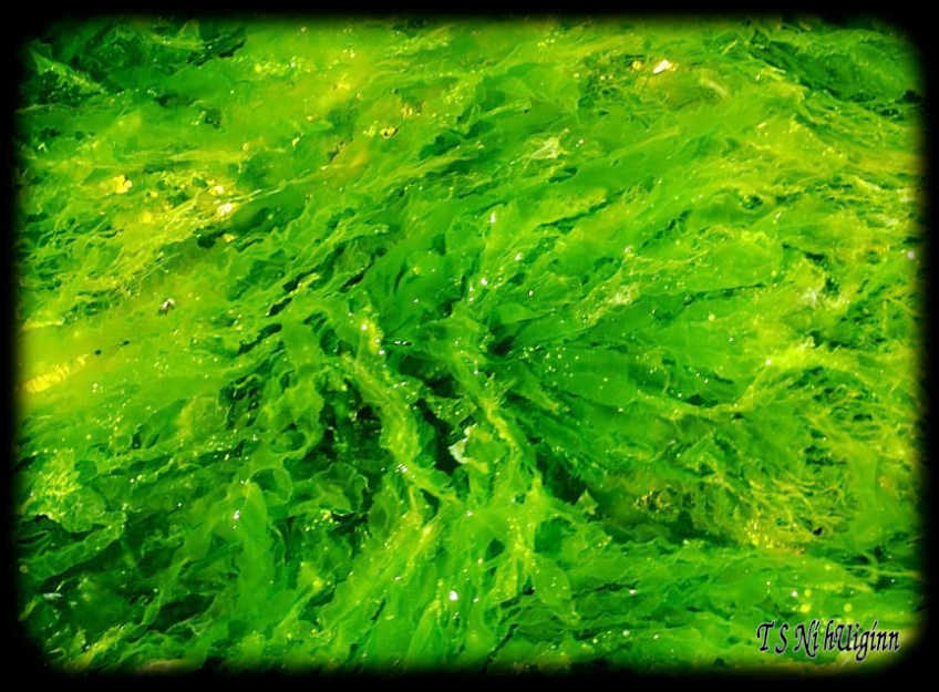 Seaweed taken with Olympus Evolt E-300 by Coastal Salish Photographer TS Ni hUiginn