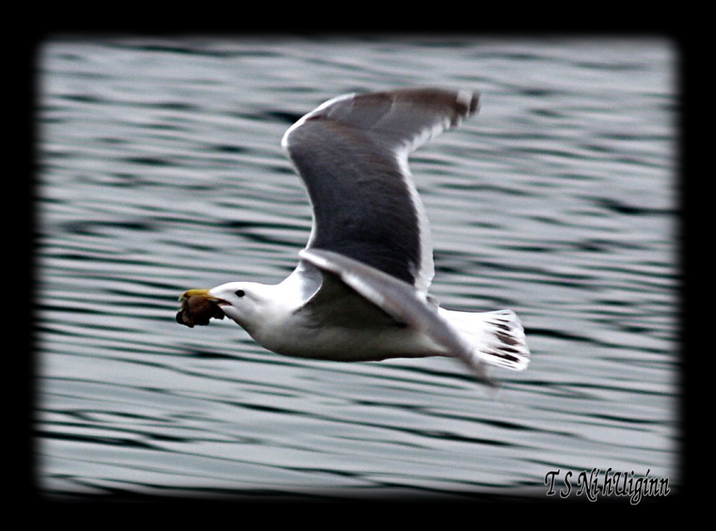 A flying Seagull taken with Olympus Evolt E-300 by Coastal Salish Photographer TS Ni hUiginn