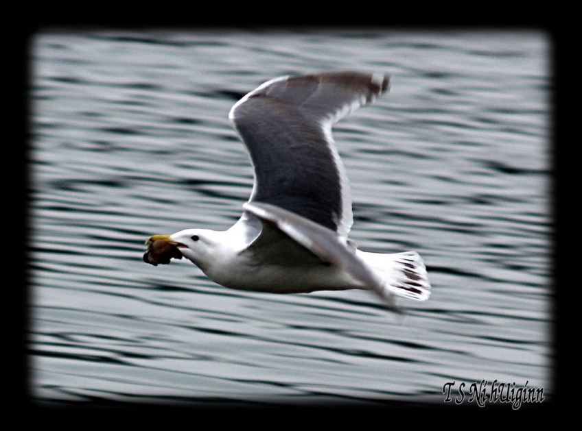 A flying Seagull taken with Olympus Evolt E-300 by Coastal Salish Photographer TS Ni hUiginn