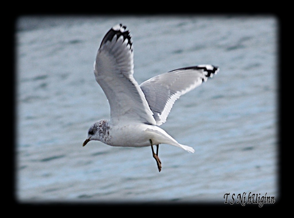 Flying Seagull taken with Olympus Evolt E-300 by Coastal Salish Photographer TS Ni hUiginn