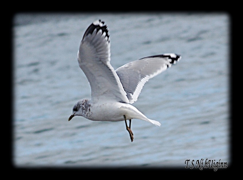 Flying Seagull taken with Olympus Evolt E-300 by Coastal Salish Photographer TS Ni hUiginn