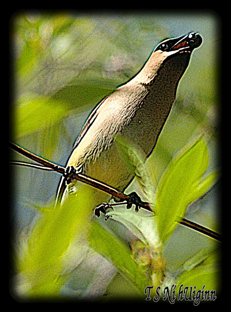 Cedar Waxwing (Bombycilla cedrorum) with a berry. Taken by TS Ni hUiginn with Olympus Evolt E-300