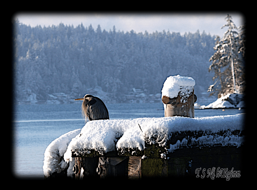 A photograph of a Great Blue Heron (Ardea herodias) perched on a snowy pier taken by TS Ni hUiginn.